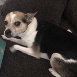 Dog not for sale-just cute cover!